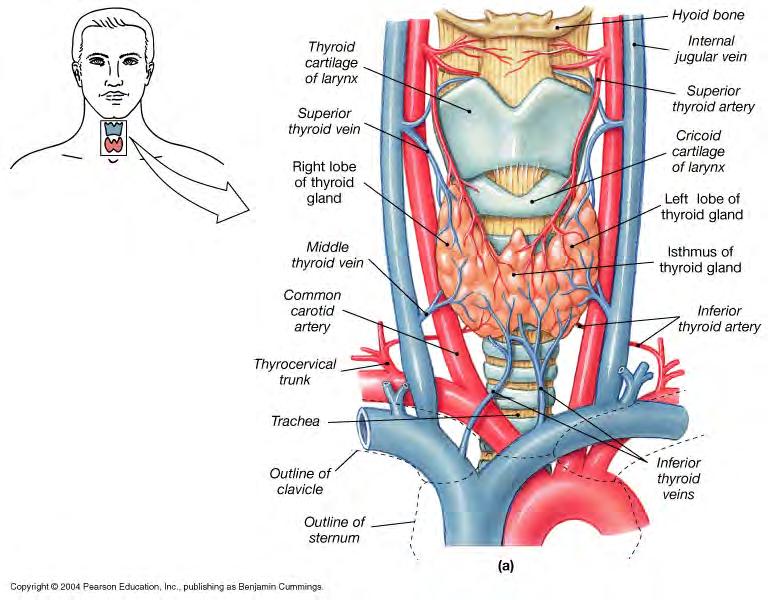 3. Thyroid Gland -inferior to larynx -left and right lobes connected by isthmus -largest pure endocrine organ -tissue = 1.