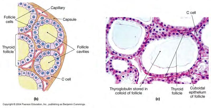 Parafollicular cells/ C cells between follicles -follicles filled with colloid: thyroglobulin -thyroglobulin protein constantly