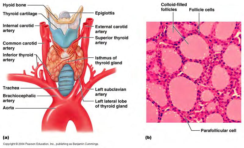 Parafollicular cells / C cells -in basement membrane of follicles -produce Calcitonin Calcitonin stimulates decrease in blood calcium levels: 1. Inhibits osteoclasts 2.