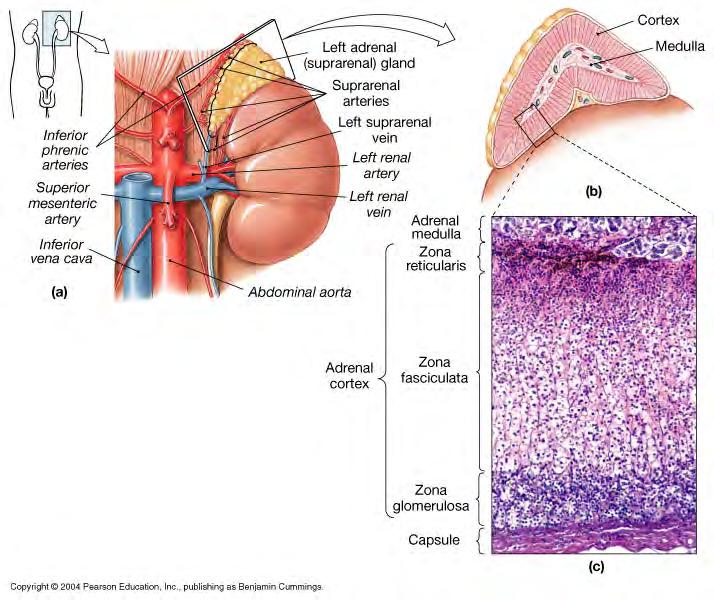 5. Adrenal Glands -2 glands, in renal fascia, superior to kidney -glandular adrenal cortex