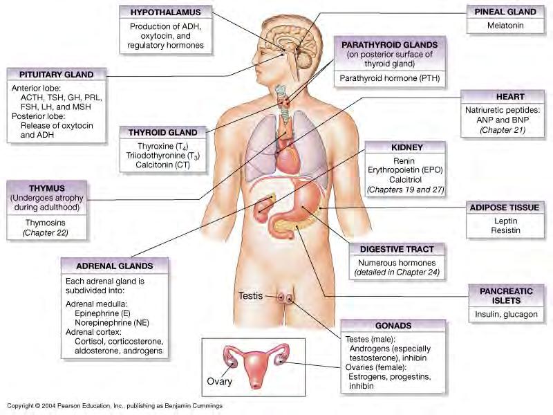 The Endocrine System -consists of glands and glandular tissue involved in paracrine and endocrine communication -endocrine cells produce secretions released into