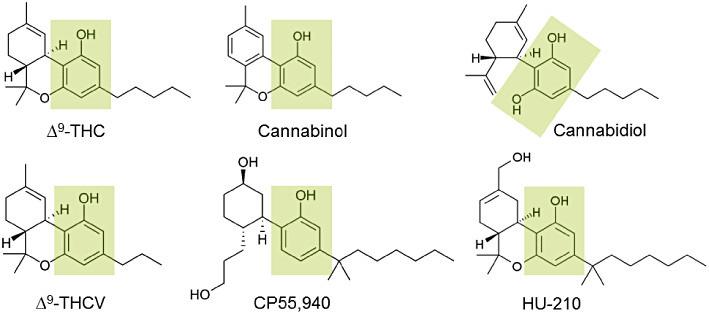 Cannabis 1988 identification of cannabinoid receptors CB1 - located in the CNS as well as periphery such as muscle, liver and fat CB2 located mainly in the immune system 1992 discovery of ligands or