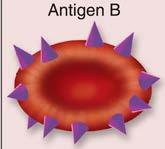 antibody Type B