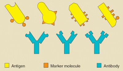 Proteins secreted by B-lymphocytes (white blood cells) Binds to specific antigens Fits like a puzzle