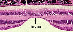 Where is this structure (fovea) and what is unique to the center of this area in terms of receptors? (2 points) (figure in hyperlink from course site) 42.