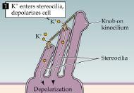 7. Fig. C (Box B, Chapter 13) shows potassium coming in through channels to depolarize the cell.