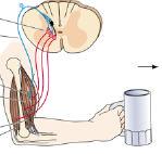 16. As the load is increased, what happens to flexor (biceps) and extensor (triceps) muscles respectively and by what