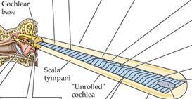 What membrane is shown in this hypothetically unrolled cochlea, and