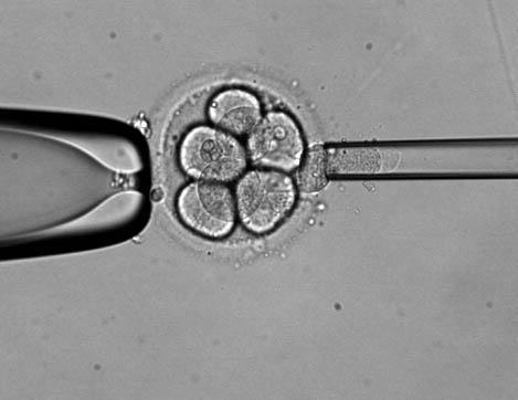 embryo development Egg