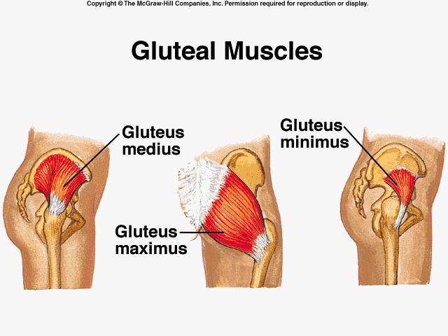 Gluteus medius is a most important muscle.