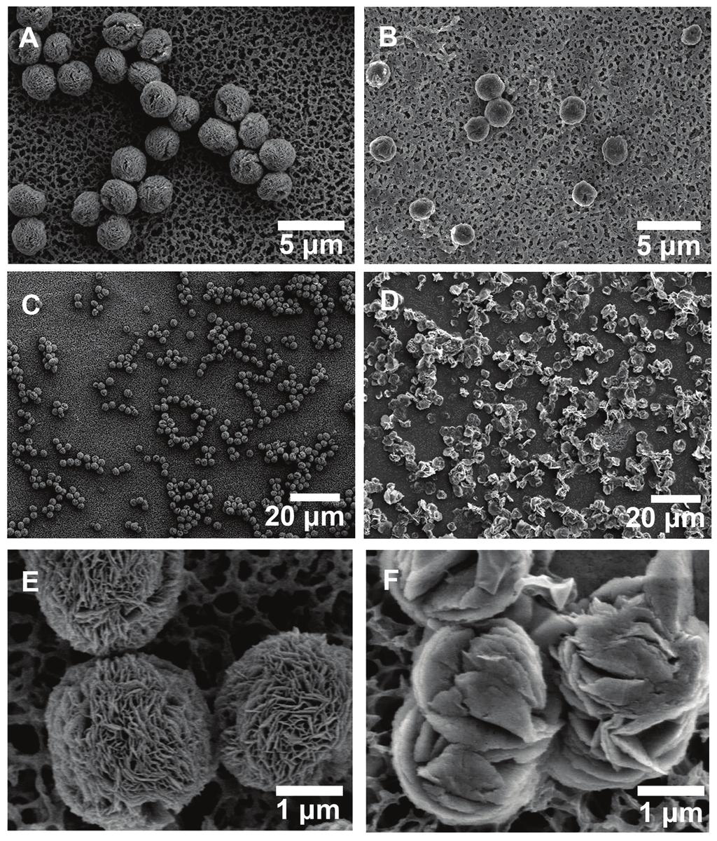 Fig. S3. SEM images of BSA-incorporated nanoflower NF-2 (A, C, E) without treatment and with treatment by (B) glutaraldehyde-edta, (D) calcination, and (F) trypsin, respectively.