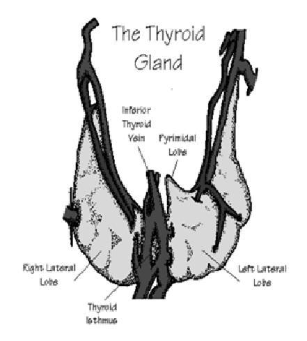 Effect of thyroid
