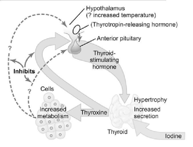 of thyroid hormone