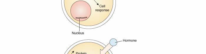 Chemically hormones are of three basic types: Steroid (glucorticoids and mineral corticoids).