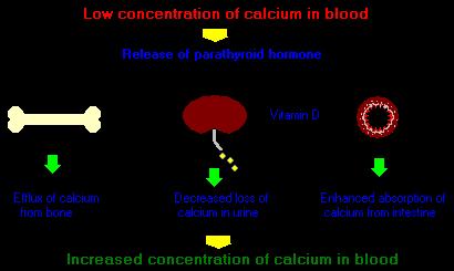 Calcium is the most