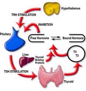Hypothalamus & Pituitary Negative feedback ถ าร างกายม ระด บธ ยรอยด ฮอร โมนในกระแสเล อดส งจะกด การสร างและหล ง TSH ท าให ระด บ TSH ในกระแสเล อดต าลง ตรงก นข าม ถ าร างกายม ระด บธ ยรอยด ฮอร