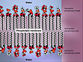 CELL MEMBRANE Structure of Cell Membrane The fatty acid tails are water hating The phosphate heads