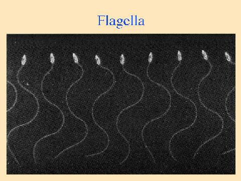 FLAGELLA & CILIA Microtubules also help
