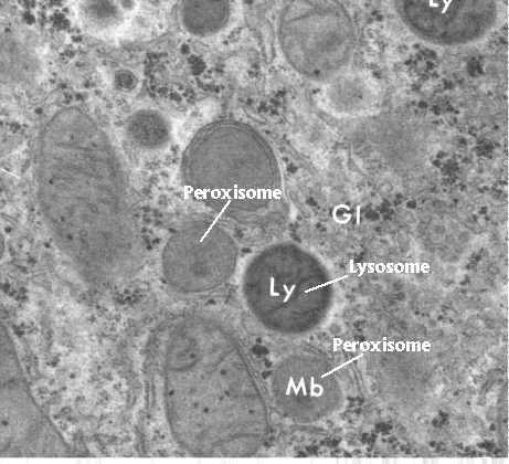 LYSOSOMES & PEROXISOMES Lysosomes: sac of hydrolytic enzymes that digest or breakdown