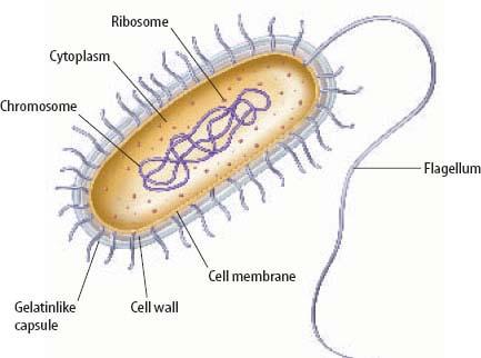PROKARYOTES Generally smaller and simpler than eukaryotes, although many exceptions Prokaryotic cells have genetic material that is not