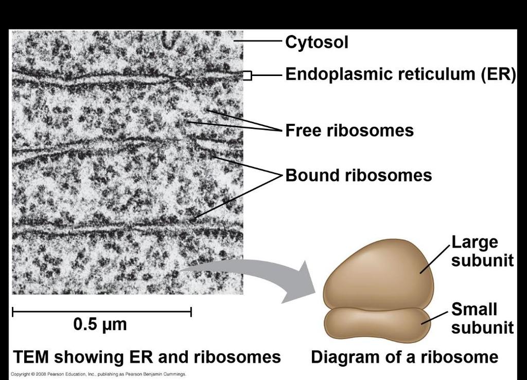 Ribosomes: Protein Factories Ribosomes carry out protein synthesis in two locations: In the cytosol