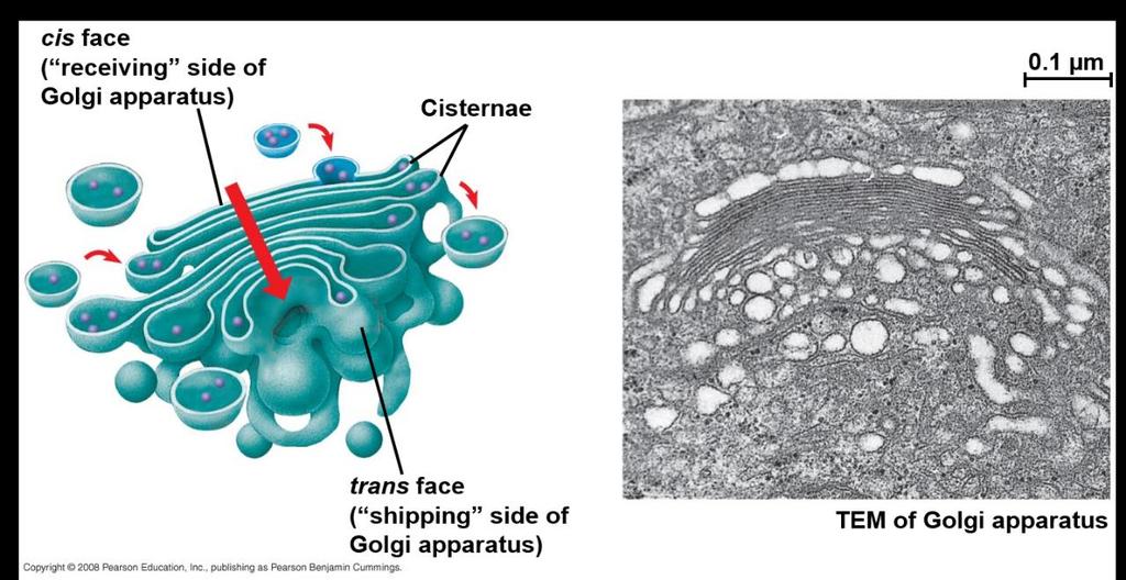 The Golgi Apparatus: Shipping and Receiving Center The Golgi apparatus consists of flattened membranous sacs called cisternae and these have polarity (cis face = receiving, trans face = shipping
