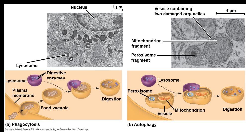 Lysosomes: Digestive Compartments A lysosome is a membranous sac of hydrolytic enzymes that can digest macromolecules Lysosomal membranes and hydrolytic enzymes are made by the rough ER and further