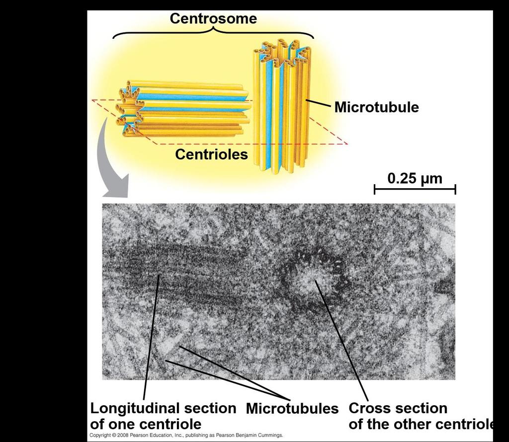 Microtubules Centrosomes and Centrioles In many cells, microtubules grow out from a centrosome near the nucleus The centrosome is a