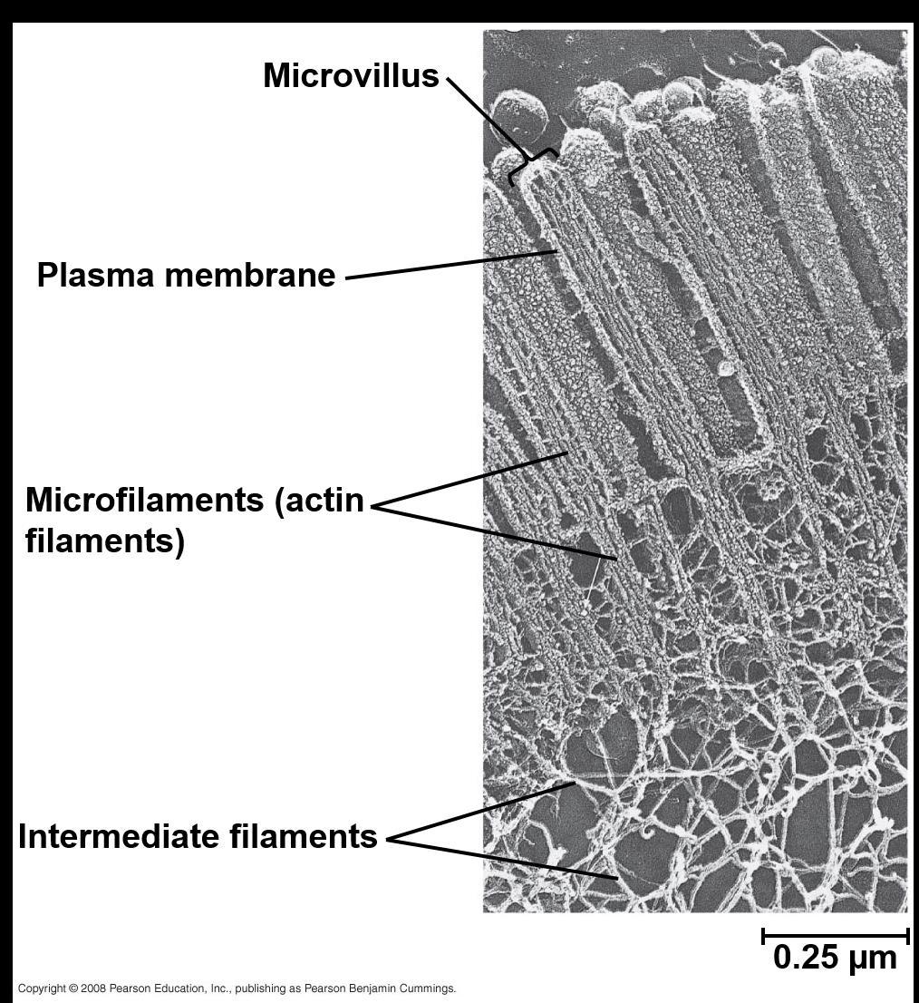 Microfilaments (Actin Filaments) Microfilaments are solid rods about 7 nm in diameter, built as a twisted double chain of actin subunits The structural role of microfilaments is to bear tension,