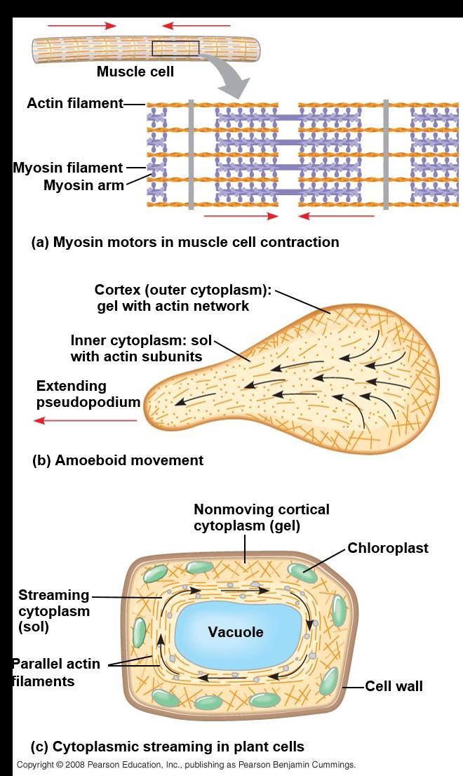 Microfilaments that function in cellular motility contain the protein myosin in addition to actin In muscle cells, thousands of actin filaments are arranged parallel to one another Thicker filaments