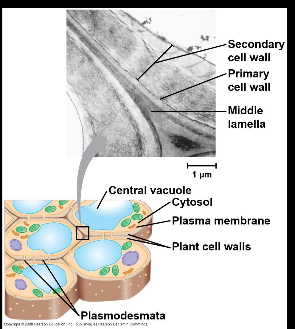 Plant cell walls may have multiple layers: Primary cell wall: relatively thin and flexible Middle lamella: thin layer between primary walls of adjacent