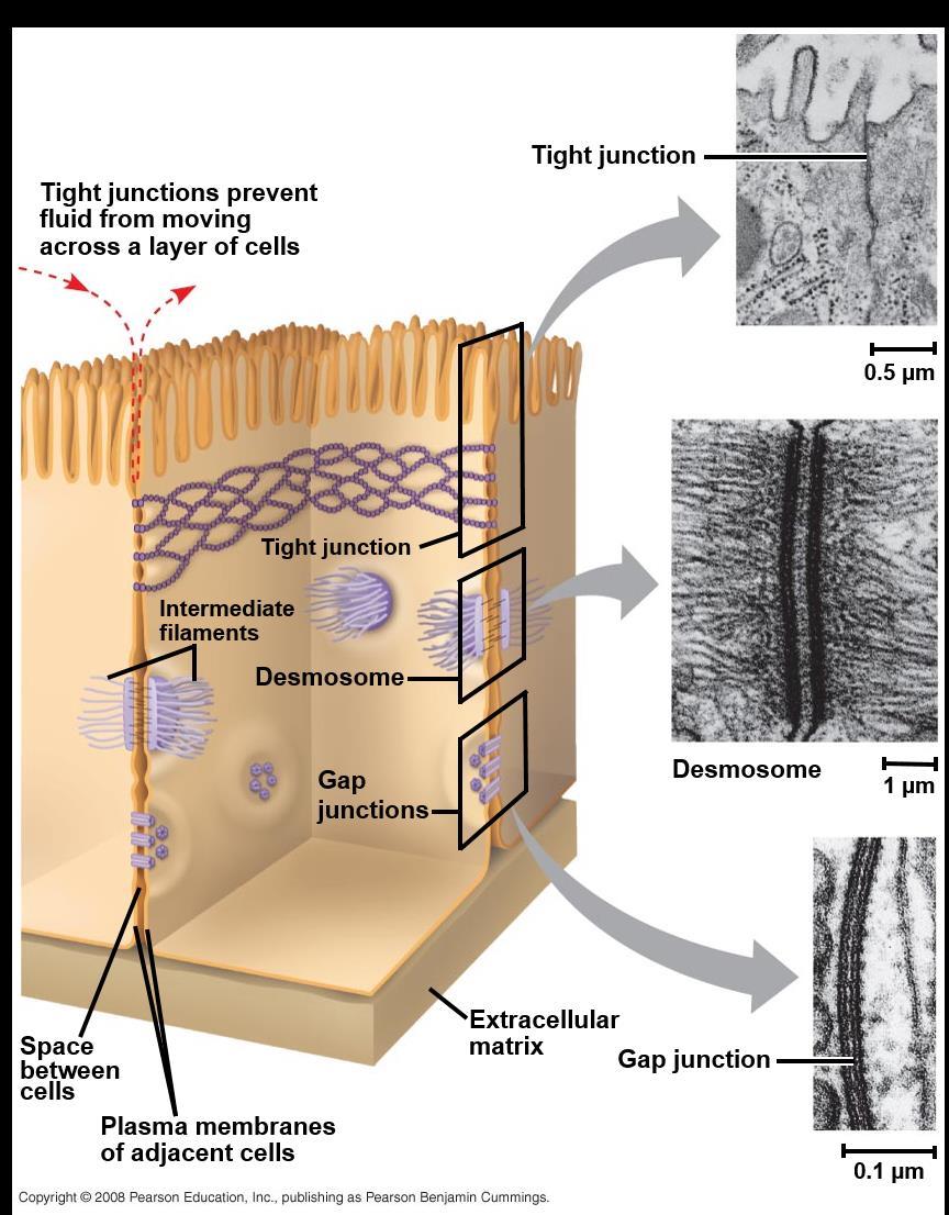 Tight Junctions, Desmosomes, and Gap Junctions in Animal Cells At tight junctions, membranes of neighboring cells are pressed together, preventing leakage of extracellular