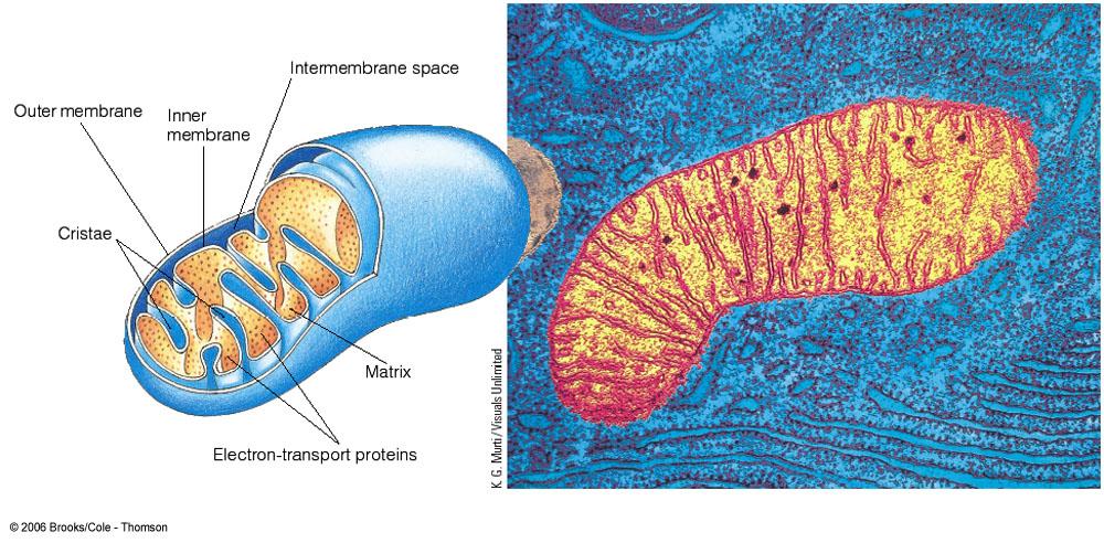 Cell Organelles: Mitochondria v Cells require a constant energy supply to carry out the work of life v Cells use a chemical form of energy known as ATP (adenosine