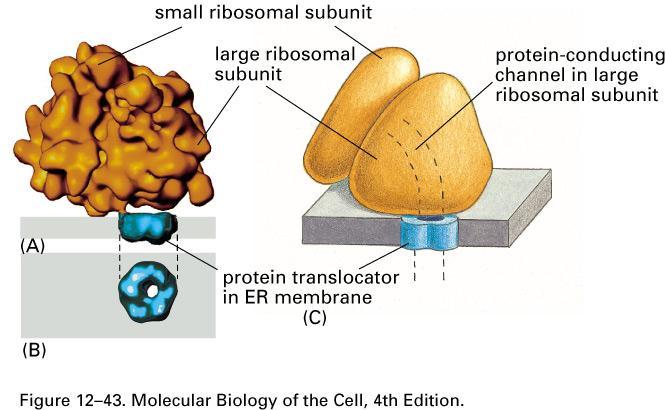 ER and Protein Trafficking Protein to be imported passes through an aqueous pore in the translocator that is a dynamic