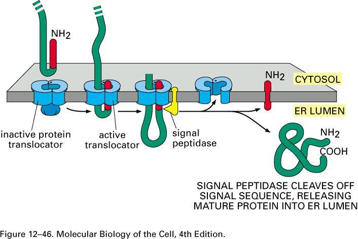 ER and Protein Trafficking Signal Sequence is Removed from Soluble Proteins Two signaling functions: 1) directs protein to ER membrane