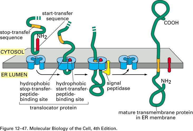 ER and Protein Trafficking Single Pass Transmembrane Proteins 1.