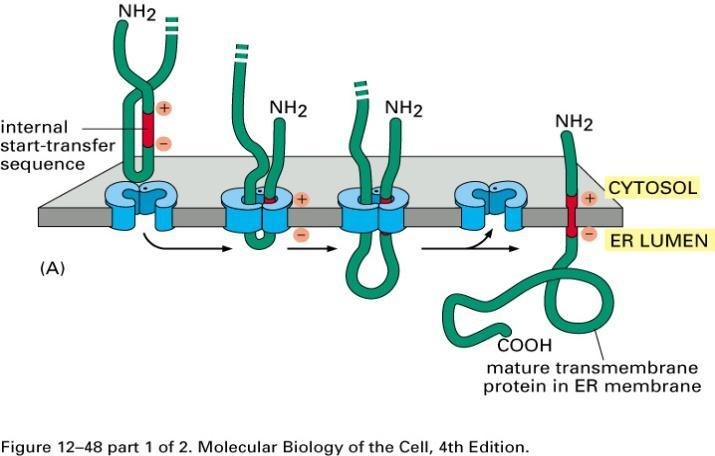hydrophobic stop sequence anchors protein in membrane 2.