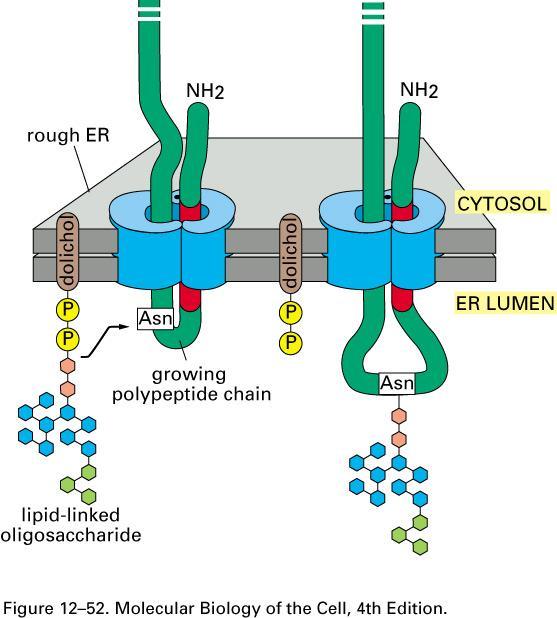 oligosaccharide linked to dolichol lipid in ER mem, in high energy state