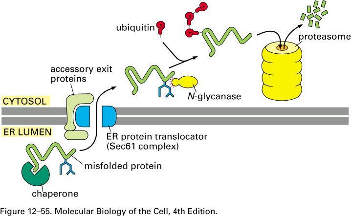 ER and Protein Trafficking Retrotranslocation Improperly folded ER proteins are exported and degraded in cytosol