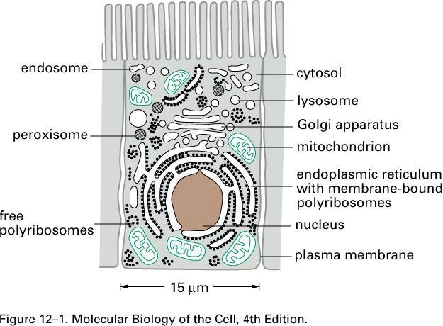 Compartmentalization of Cells All Eukaryotic