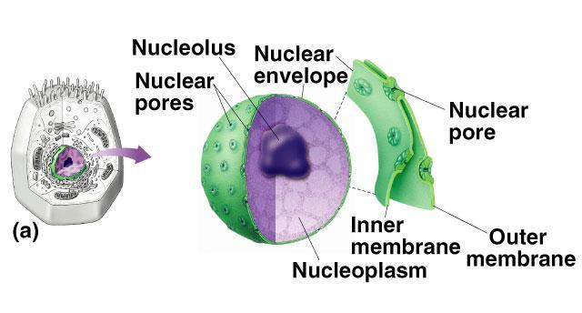 The Neucleus and Cytoplasm The nucleus contains the main genome and is the principal site of DNA and RNA synthesis.