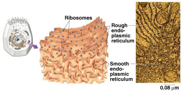 Endoplasmic Reticulum About half the total area of membrane in a eukaryotic cell encloses the labyrinthine spaces of the endoplasmic reticulum (ER).