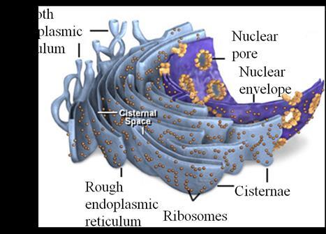Endoplasmic reticulum is an interconnected network of tubules, vesicles, and cisternae within cells is part of the endomembrane system.