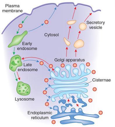 Vesicular transport it is an active process, in which materials are transported inside the cell, out of or into the cell vesicles are bubble like structures surrounded by a