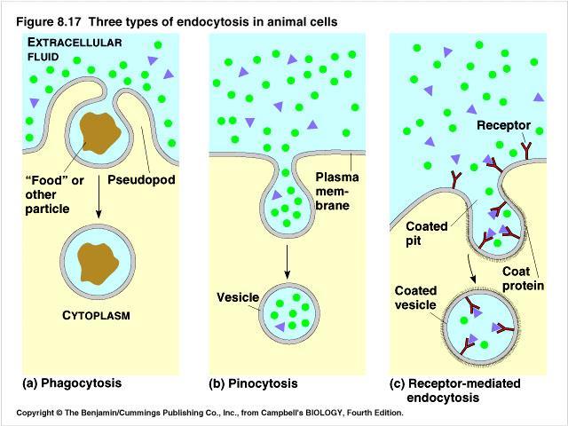 Vesicular transport there are two basic transport types of VT: endocytosis and exocytosis Endocytosis transport into the cell phagocytosis