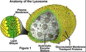 Lysosome The name derives from the Greek words lysis(destruction) and soma(body) Lysosomal enzymes are synthesized in the RER, sent to the