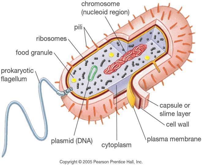 The cell II Types of cells Prokaryotes - cells with no