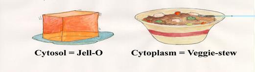 The Cell II Cytoplasm cytoplasm is a three-dimensional jelly-like material it is about 70% to 90% water and usually clear in color the dry mass contains macromolecules: proteins, carbohydrates,
