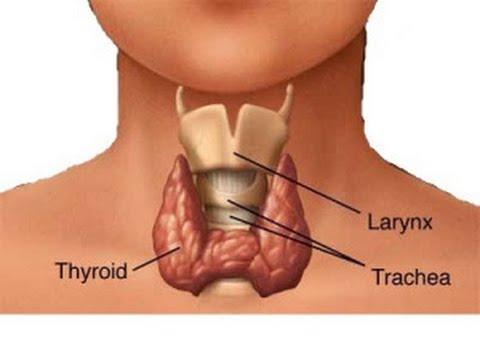 THYROID DYSFUNCTION The thyroid is a gland that regulates your metabolism. Your thyroid can be affected by many conditions.