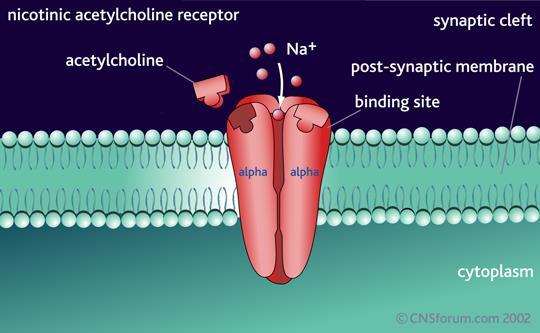 Varenicline Varenicline was developed for smoking cessation. Target is the nicotine receptor.